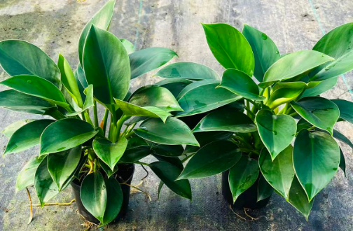 Филодендрон 110 Грин Принцесса 11 25