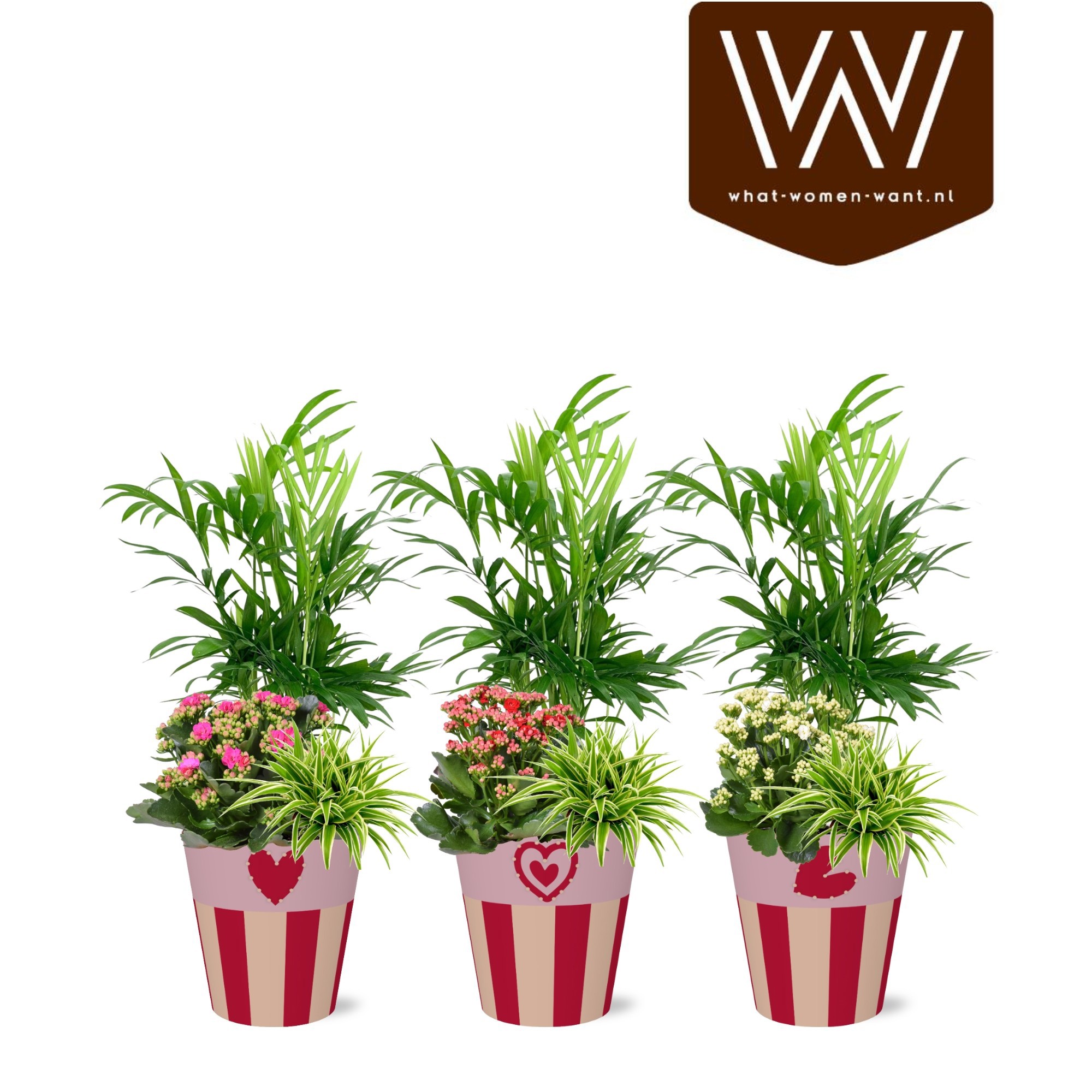 Collectie "Sympathetic Moods " Arrangement in smartcup Romee, D 13