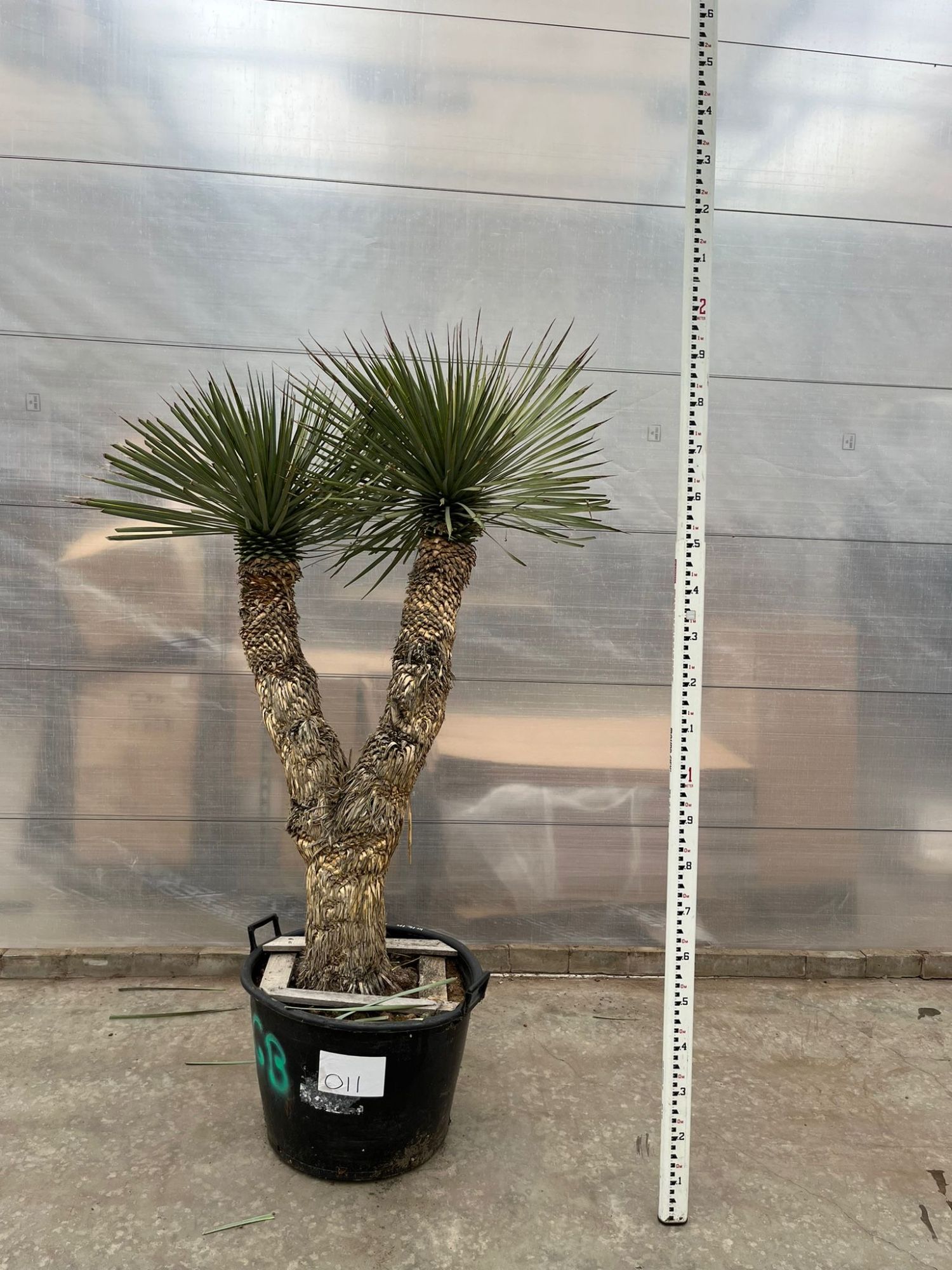 Yucca Rostrata Multistam 011 - 200cm, D 70
