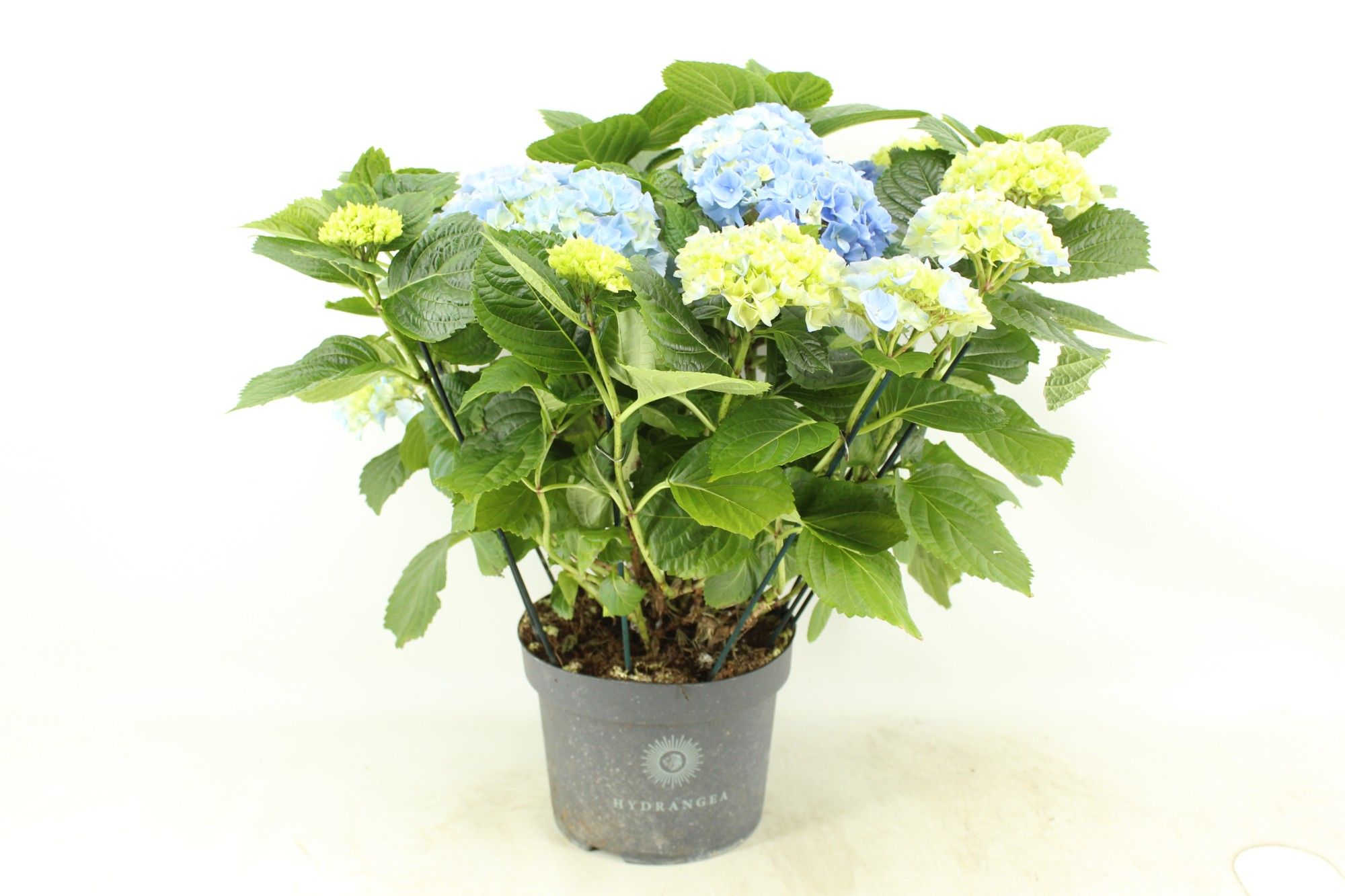 Hydrangea Hi River blue (Hortensia), D 23