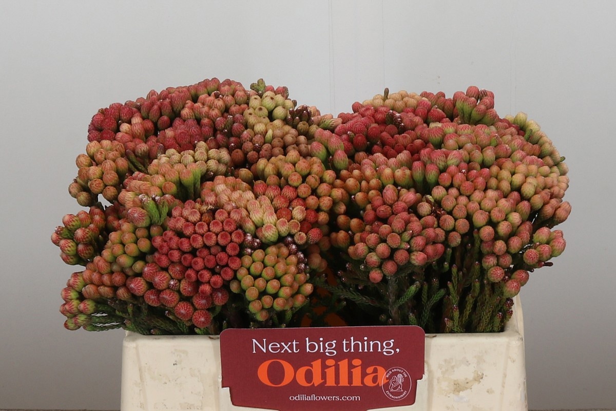 Бруния Лаевис Рэд 35, шт.