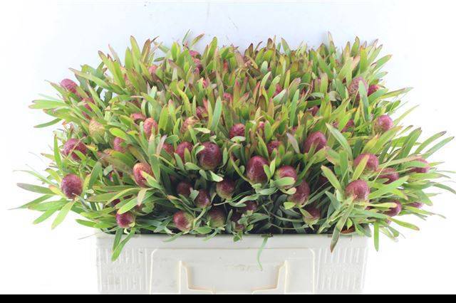 Леукадендрон Черри Перл 50, шт.