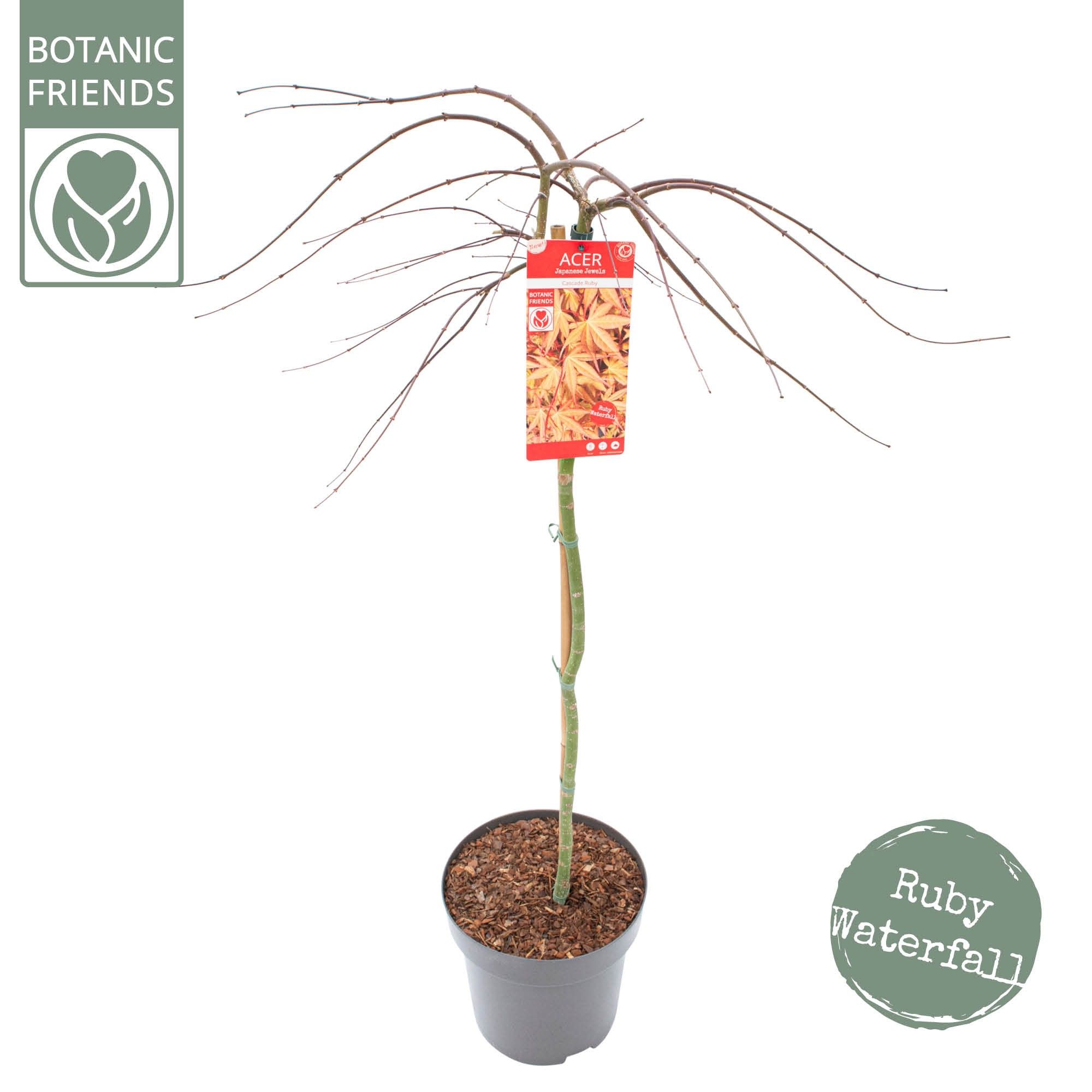 Acer palm. 'Cascade Ruby' C14 halfstam, D 30