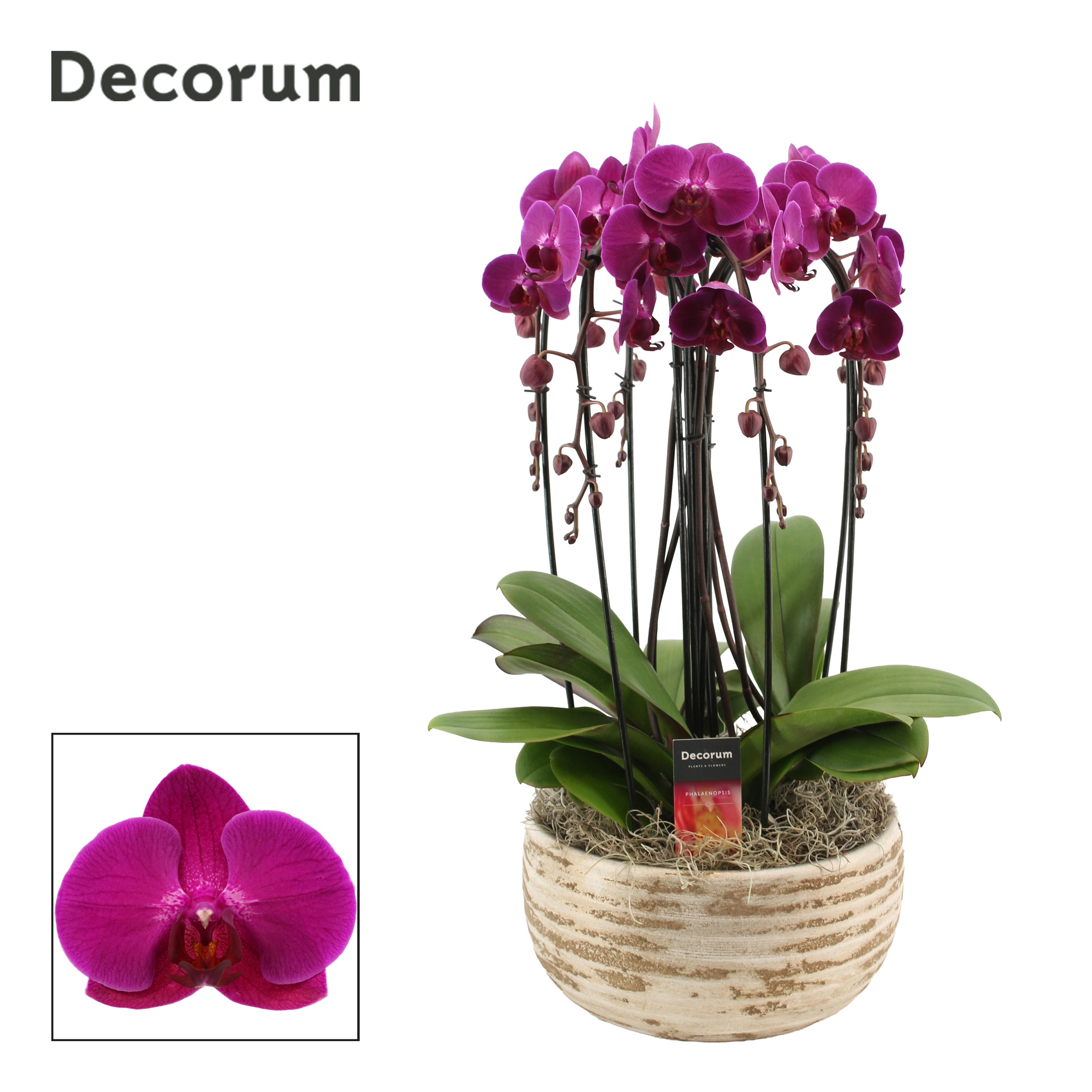 Luna cascade 6 tak symphony purple (Deco-collection), D 27