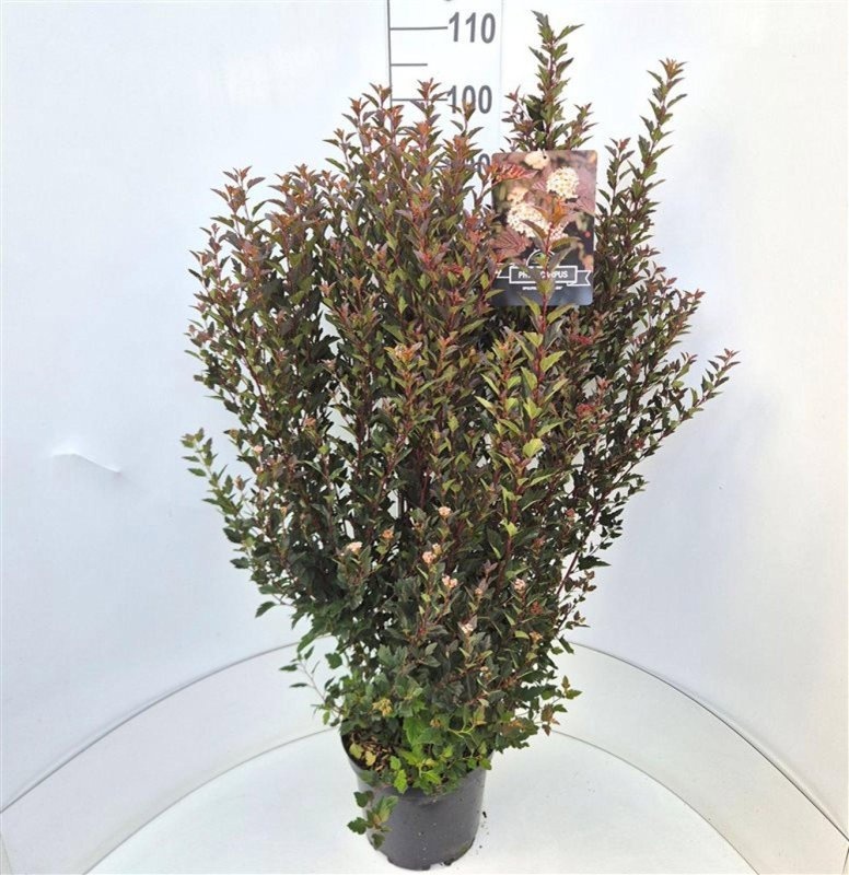 Physocarpus opulif. Little Devil, D 28