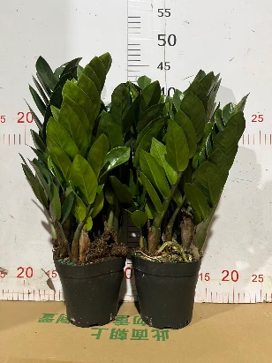 Замиокулькас 12 40 12 35 (WG0730)