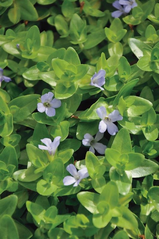 Bacopa caroliniana (11x11), D 11