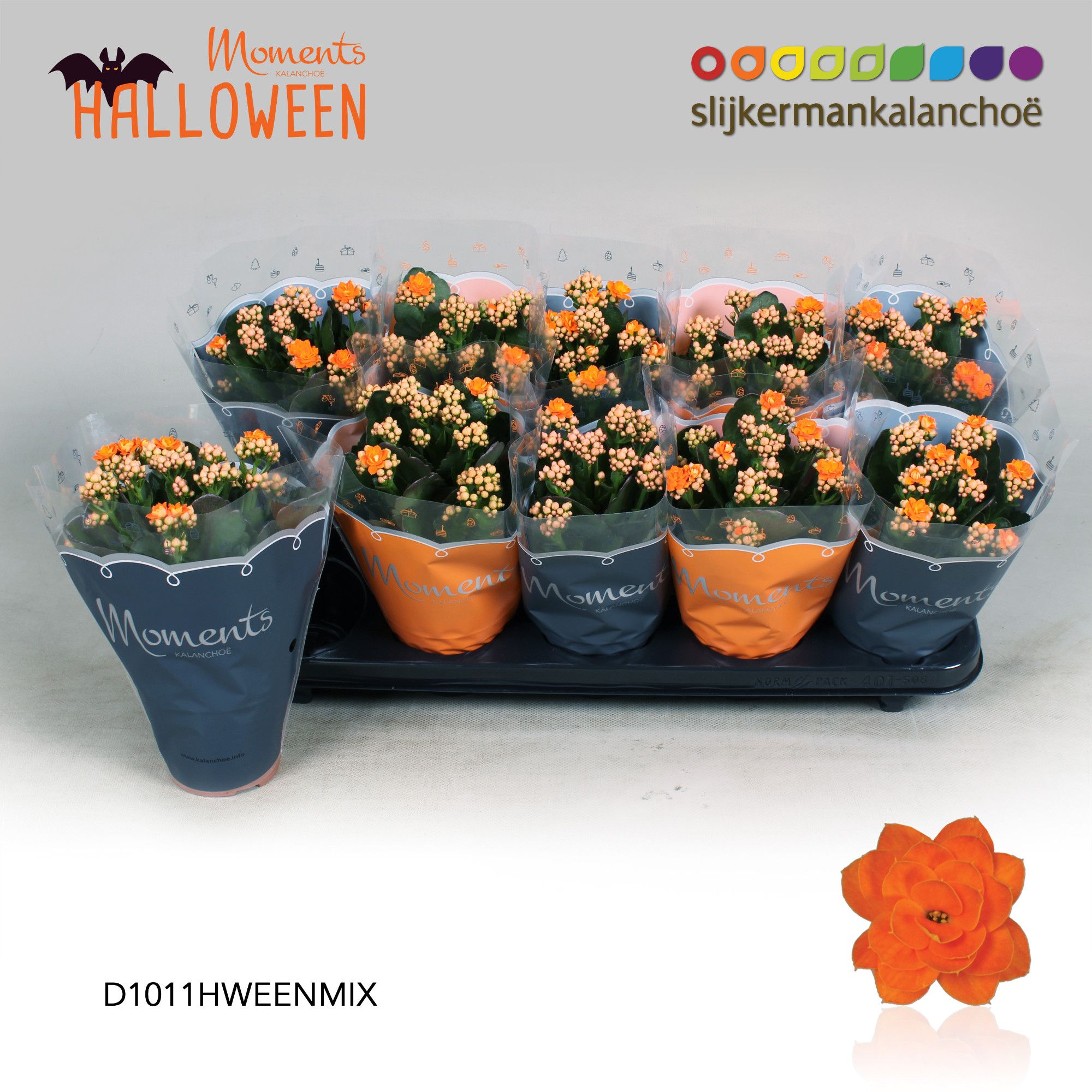 Kalanchoe Moments - Halloween mix, D 10,5 cm Kalanchoe Moments - Halloween mix, D 10,5 cm