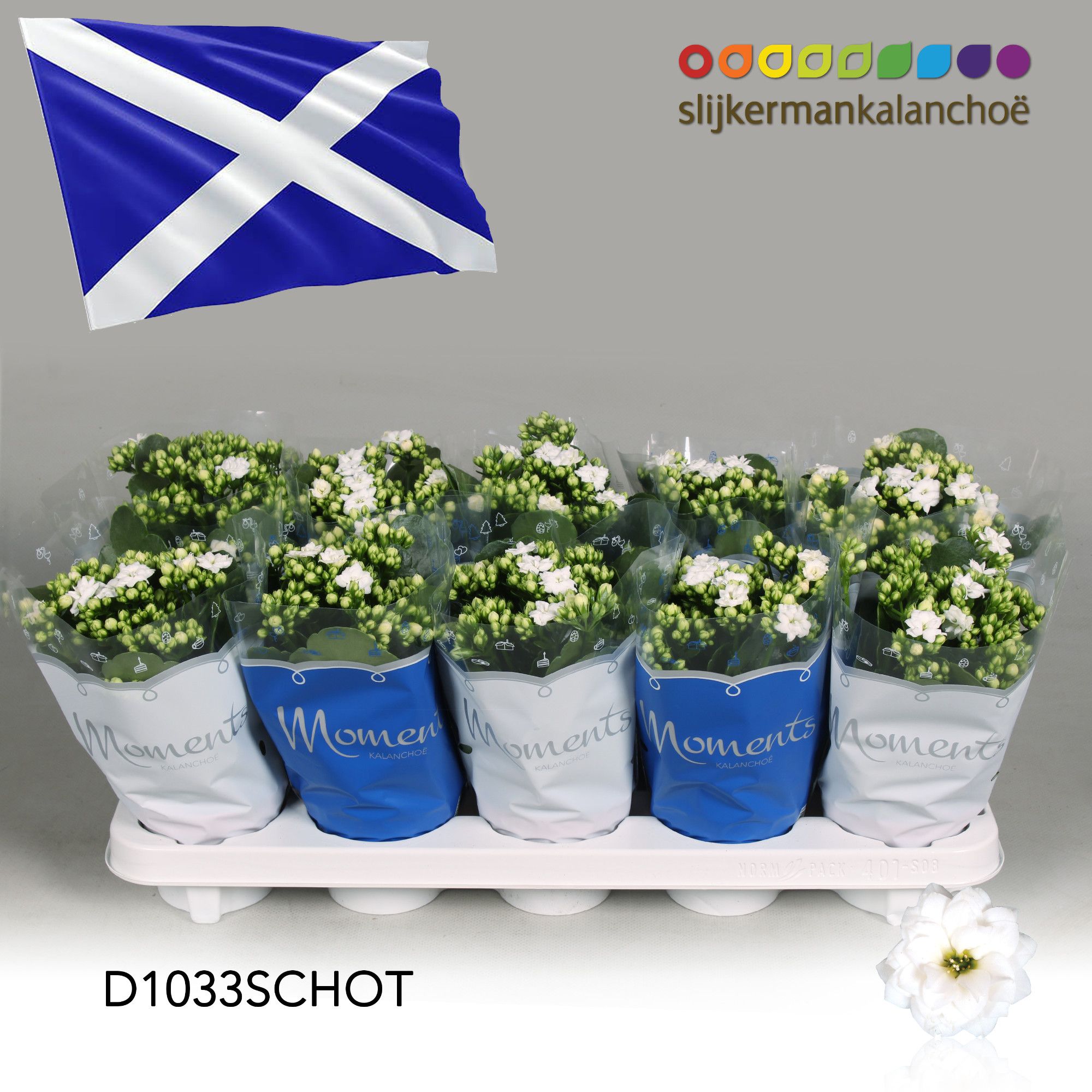 Kalanchoe Moments - Scotland flag, D 10,5