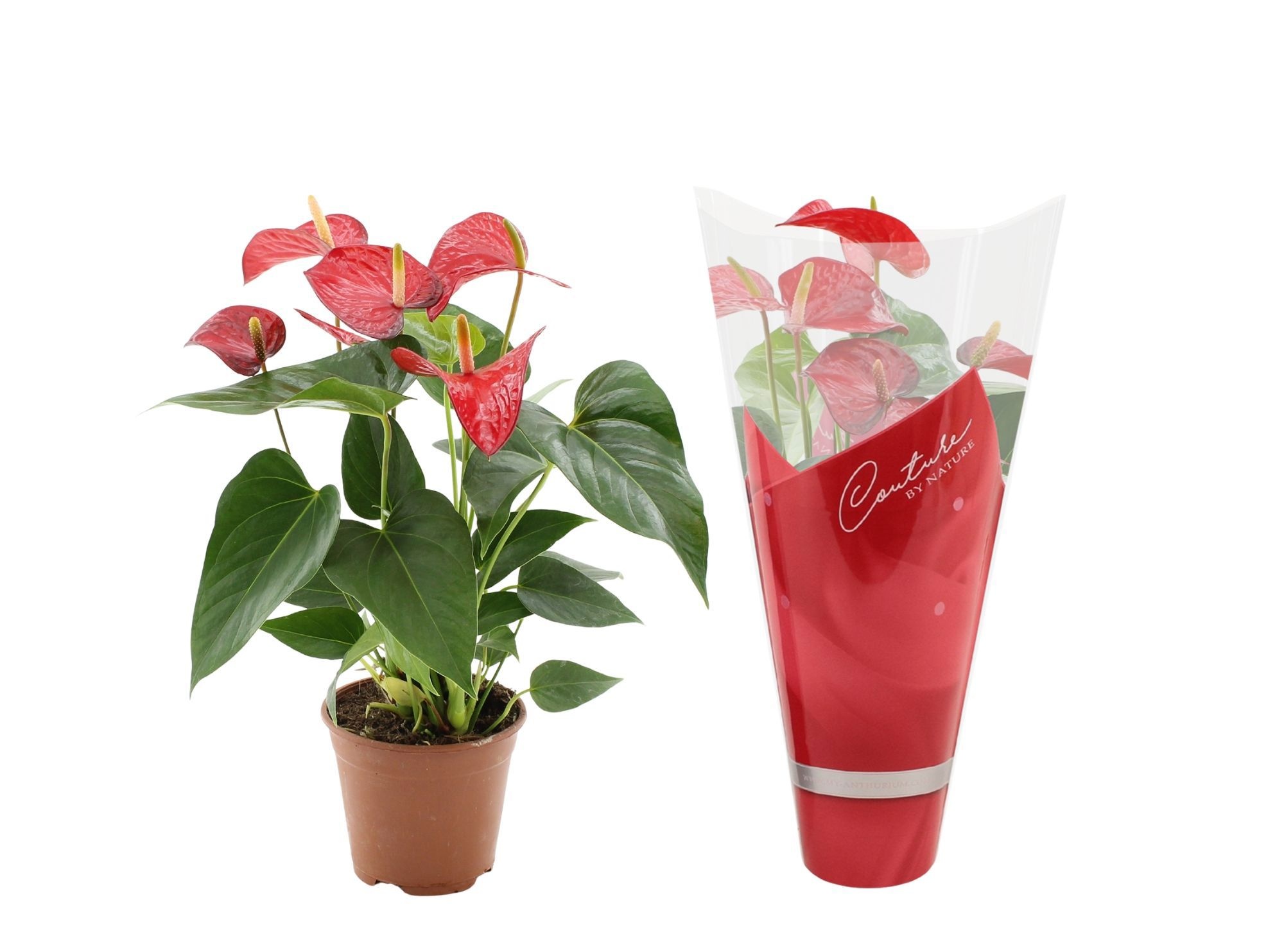 Anthurium 14 cm Red Bull in Couture sleeve, D 14
