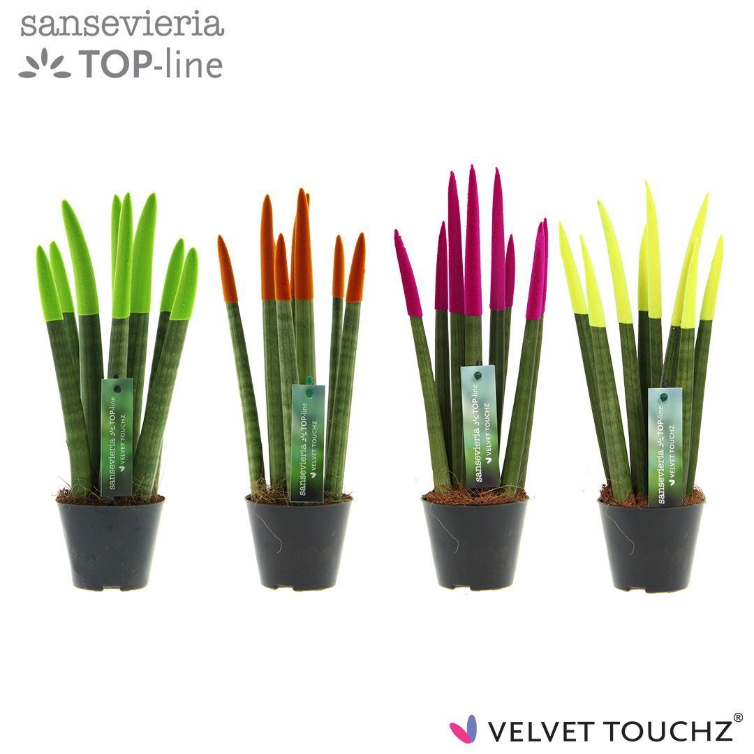 Sansevieria VELVET TOUCHZ® Mix Neon, D 8,5
