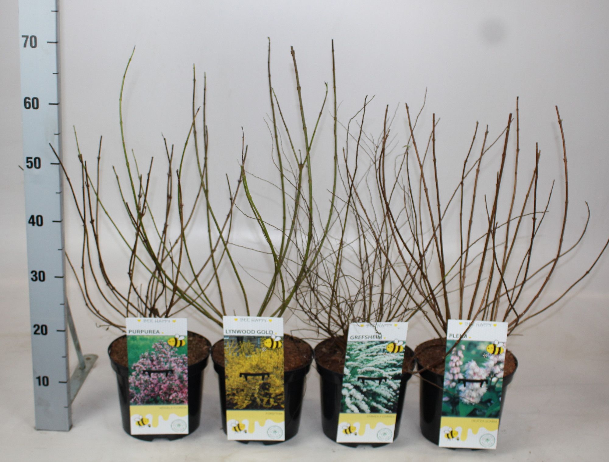 Sträucher i.S. (Amelanchier, Cornus, Deutzia, Forsythia, Ribes, Spiraea, Weigela), D 19