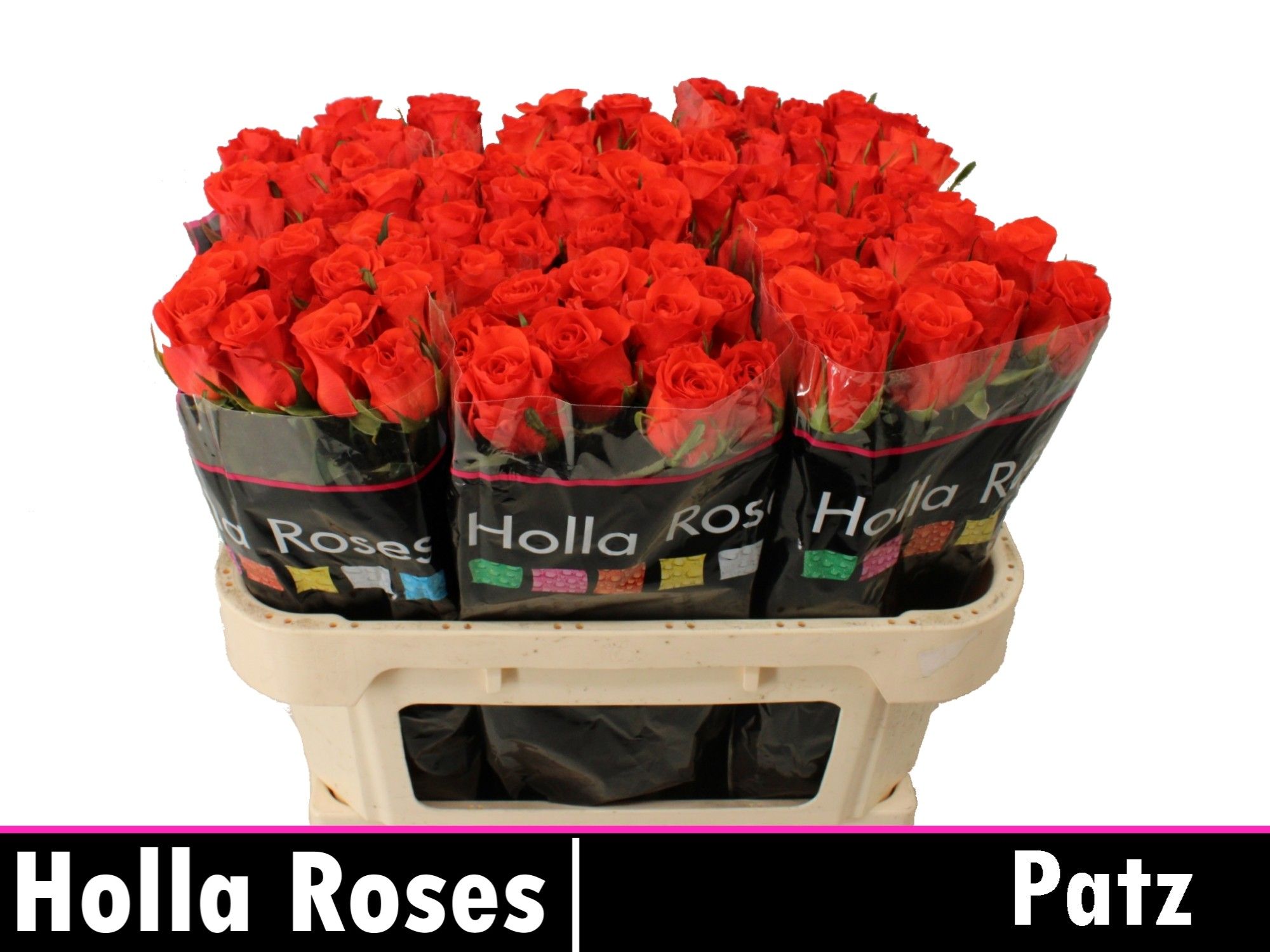 Роза од. Патц 70, шт.