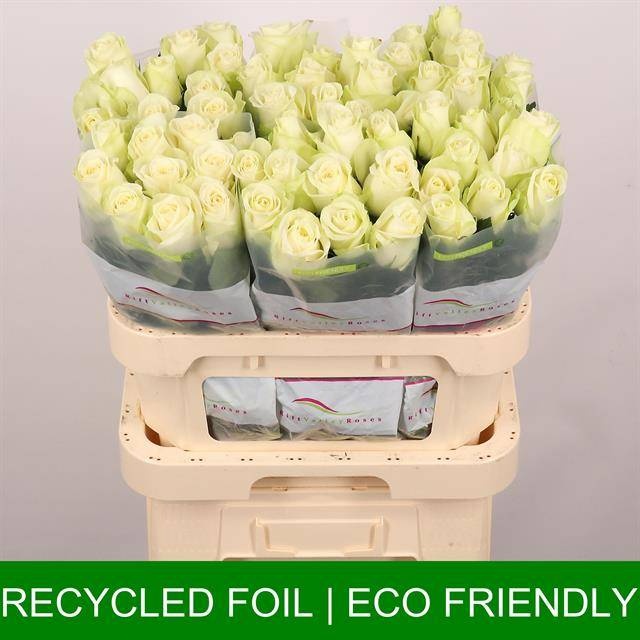 Роза од. Сноусторм+ 80, шт.