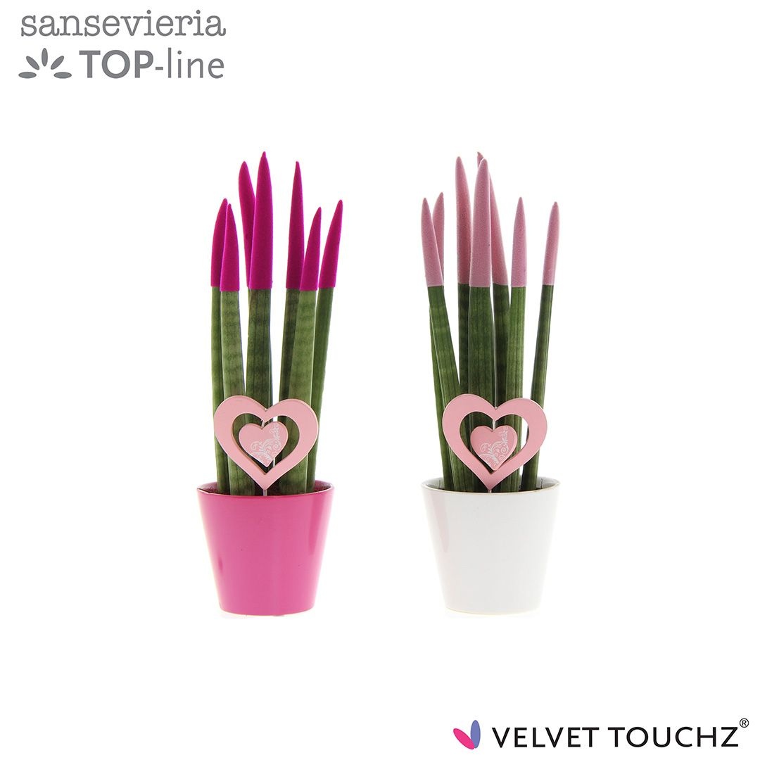 Sansevieria VELVET TOUCHZ® Love Mix in keramiek met hart steker, D 8,5