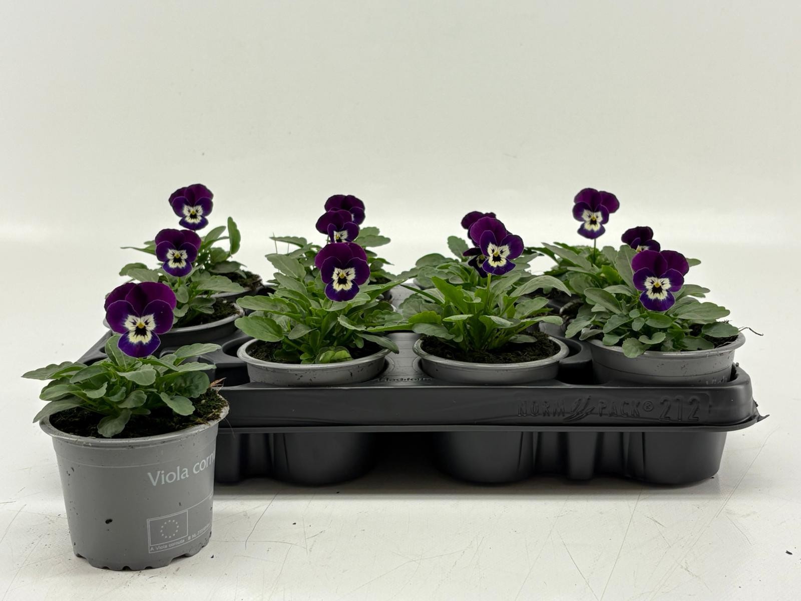 Viola Cornuta Violet Face, D 9