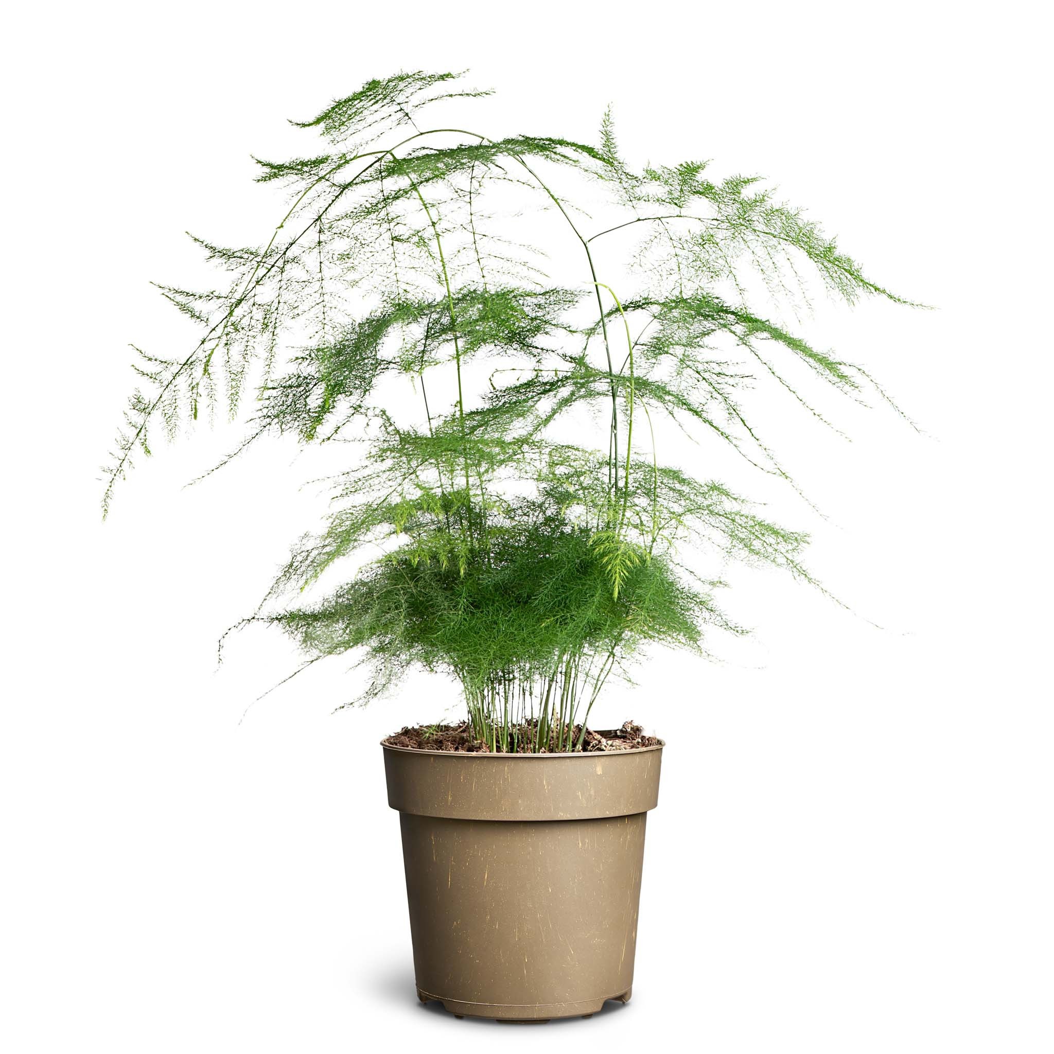 Asparagus plumosus, D 11