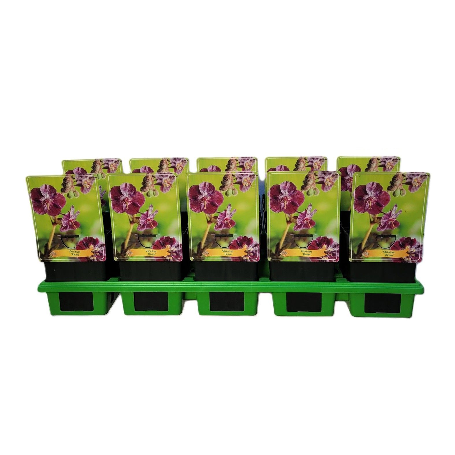 Geranium 'Raven' P11, D 11 cm