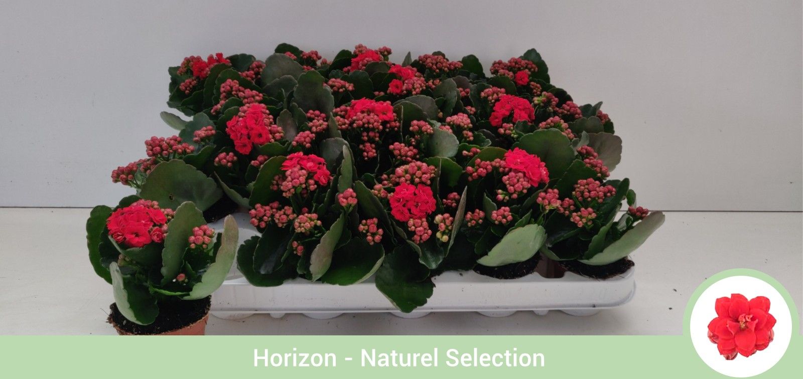 TDM P6 : Kalanchoë dubbelbloemig ROOD - geen hoes, D 6