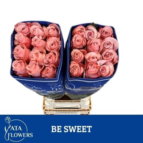 Роза од. Овериг 70, шт.