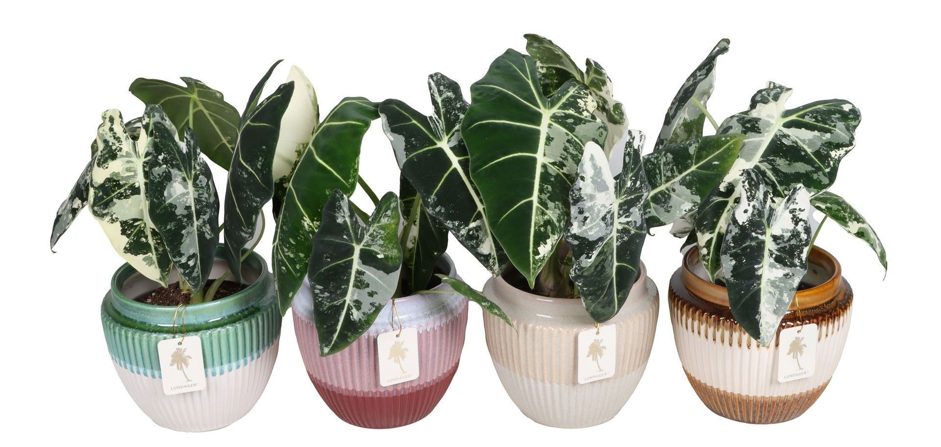 L 67370 with Alocasia Frydek Variegata 12 cm, D 12