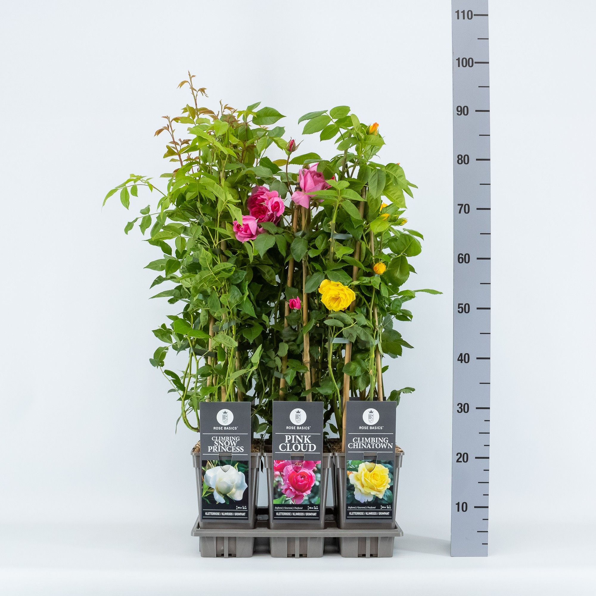 Rose Basics klimroos (K) mix, C3, 3 stok 75cm, D 17