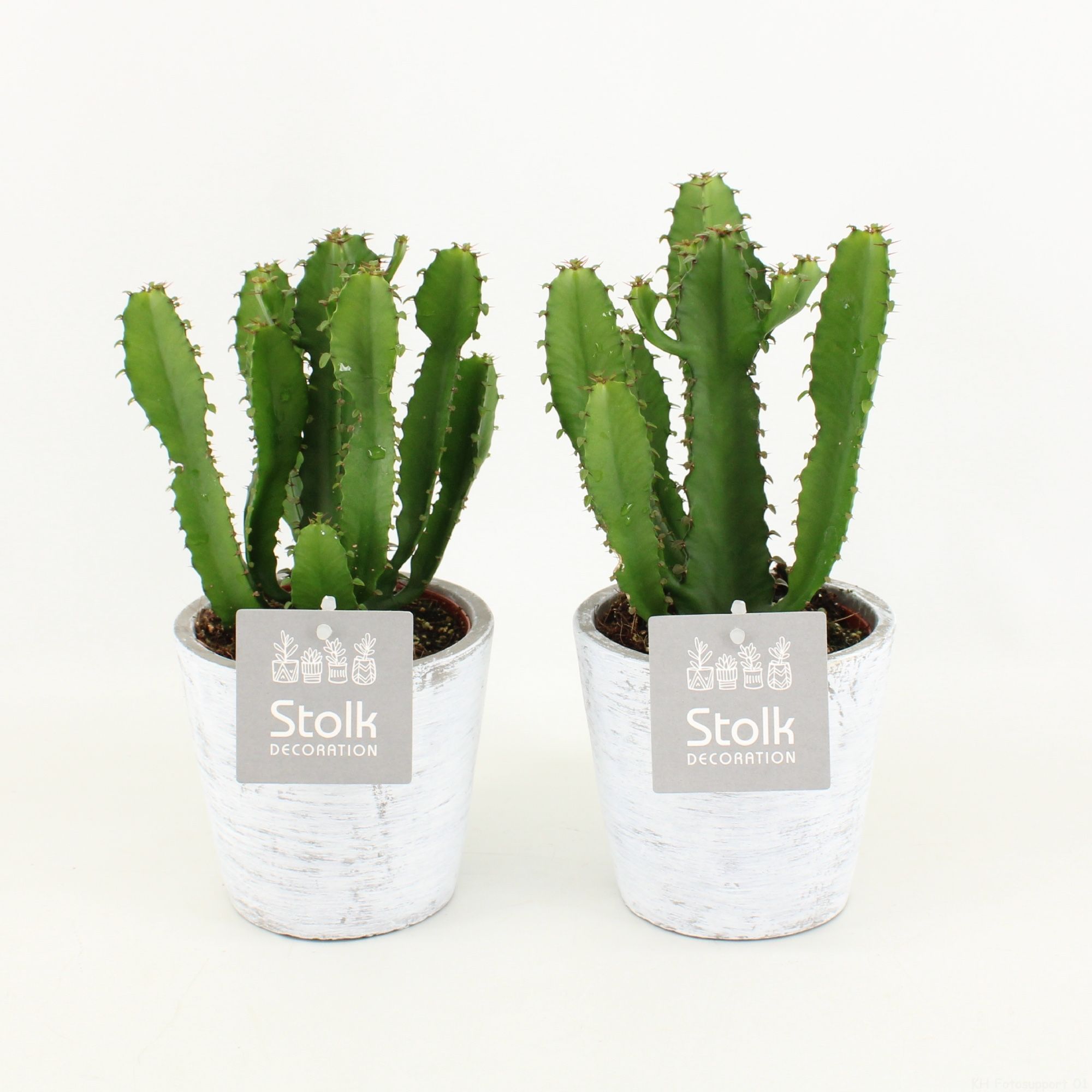 Euphorbia Triangularis 10,5 in White Wash pot, D 11 cm