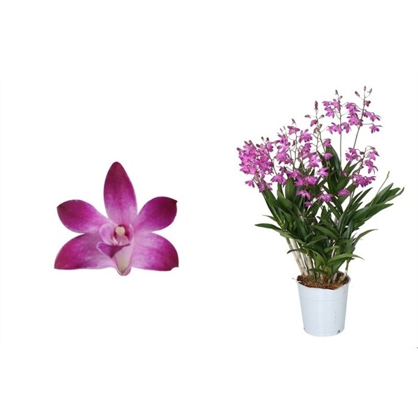 Dendrobium, Berry Oda 12+ spike 'Exclusiva Orchidea', D 12 cm