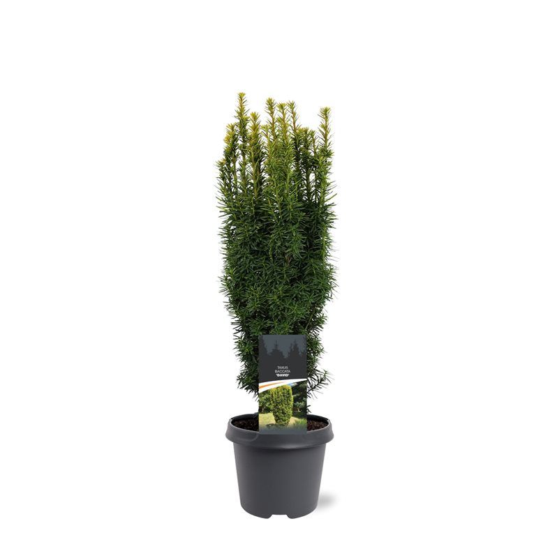 Taxus baccata 'David', D 23