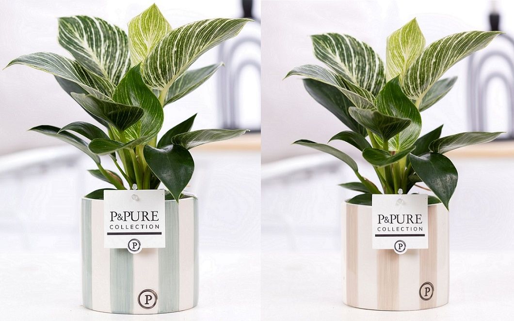 Philodendron White Wave in P&PURE Eline 2 ceramics ass.2, D 12