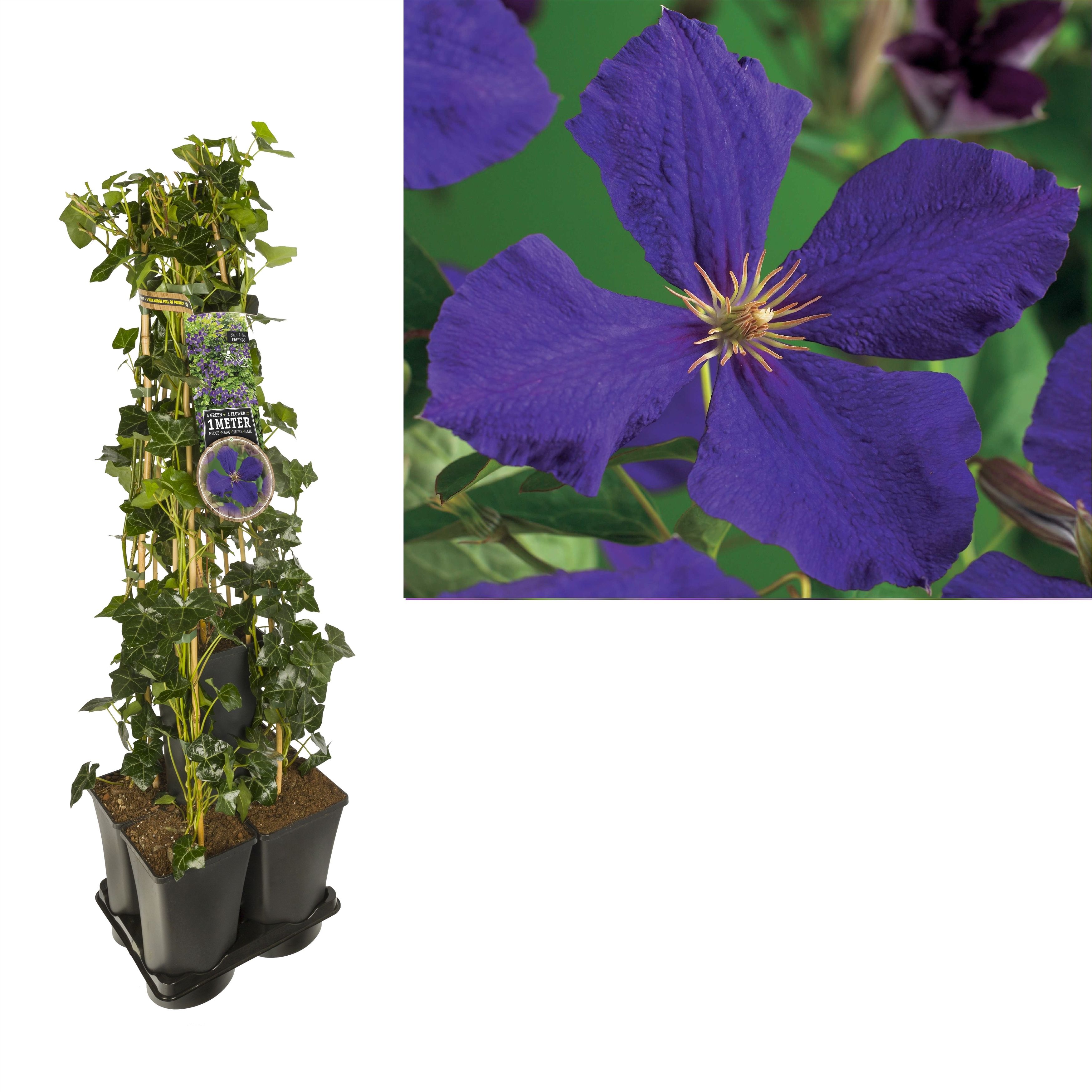 1 m. privacy mix Hedera + Clematis 'Jackmanii' +label, D 17