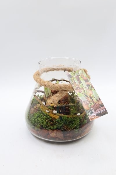 Narcis, glas Paris S, D 18