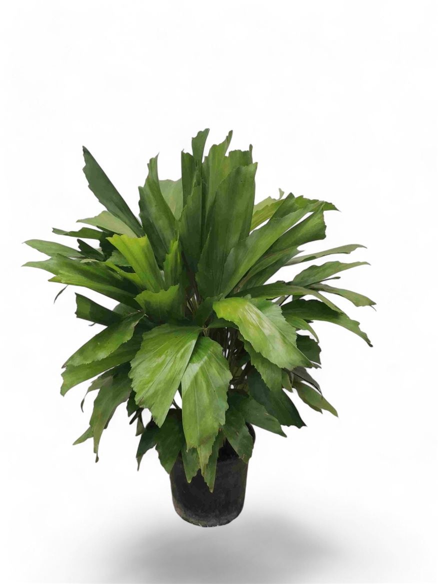 Caryota mitis, D 14 cm Caryota mitis, D 14 cm