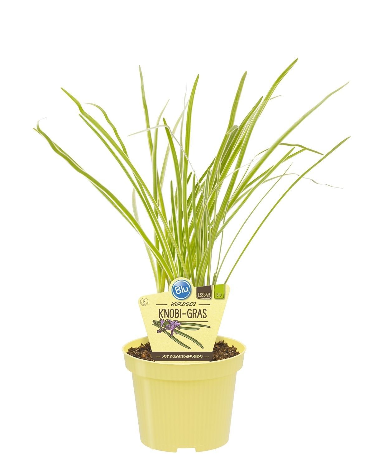 Tulbaghia violacea, D 12