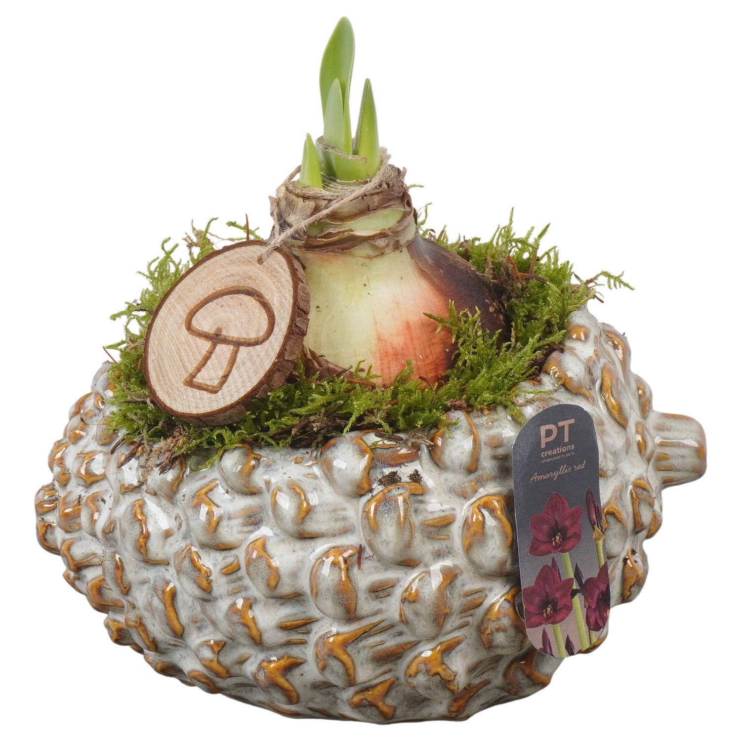 PTAA8829 Arrangement Amaryllis in keramiek pot, D 19