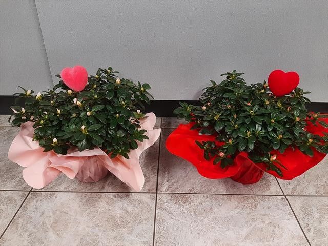 AZALEA VALENTIJN NEW RONDEL 35 CM, D 15