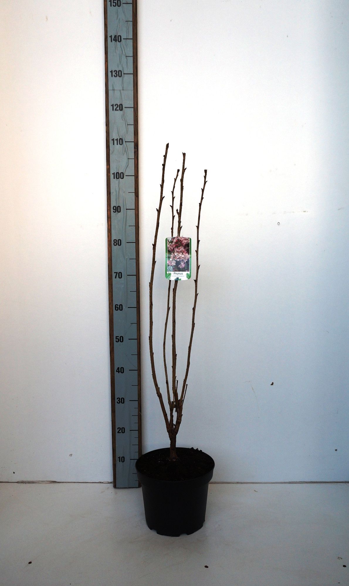 Prunus serrulata Amanogawa, D 23