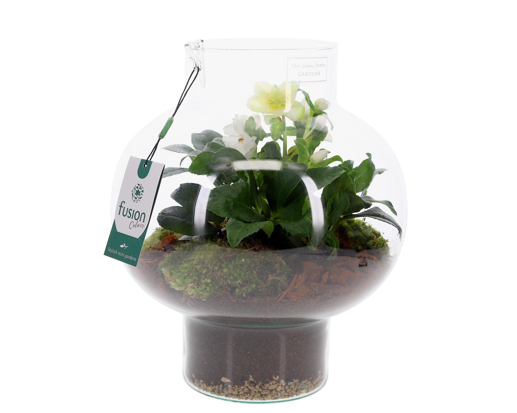 Green Bottle Laura Medium met Helleborus, D 26 cm Green Bottle Laura Medium met Helleborus, D 26 cm