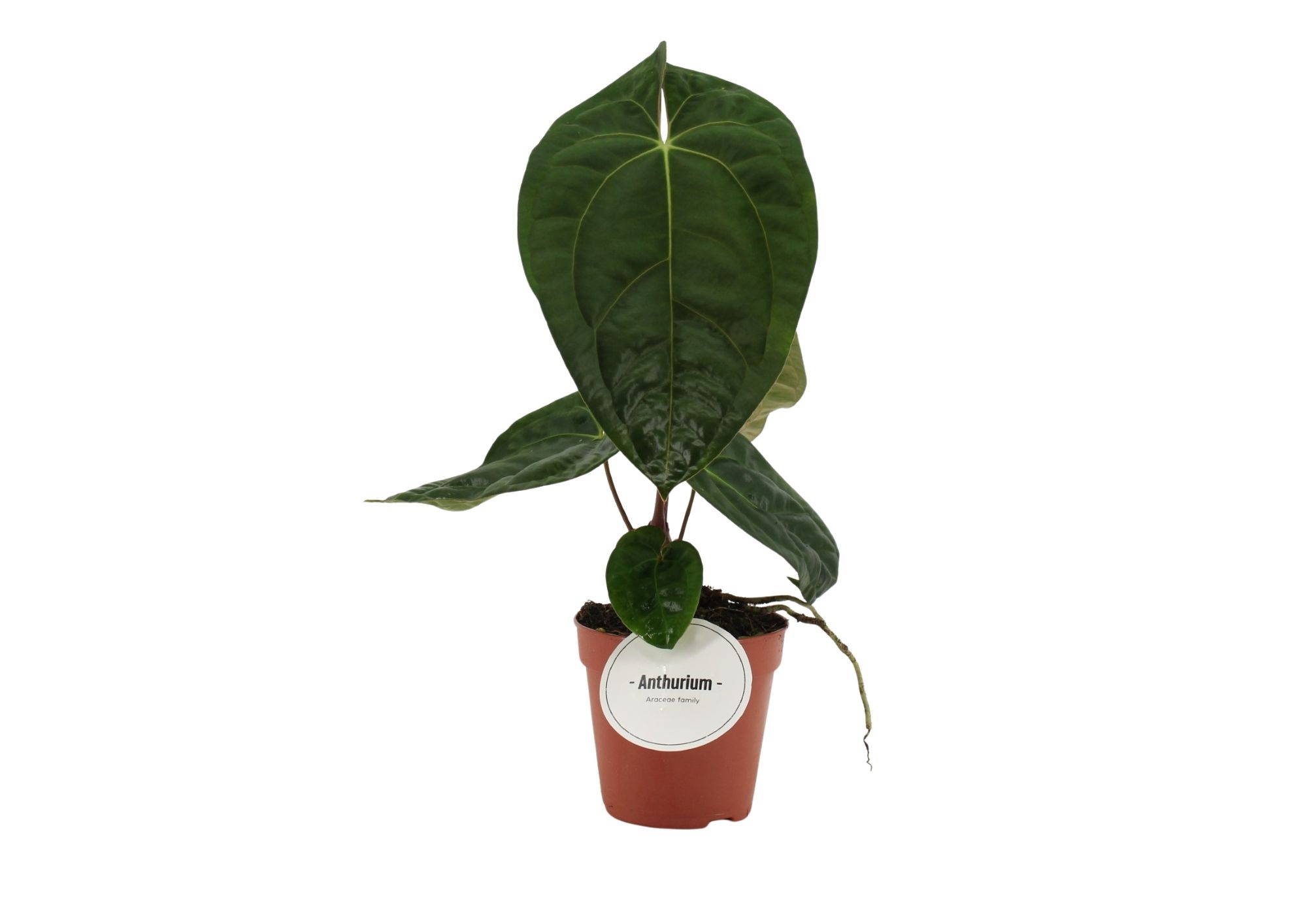 Anthurium Dark Phoenix, D 12