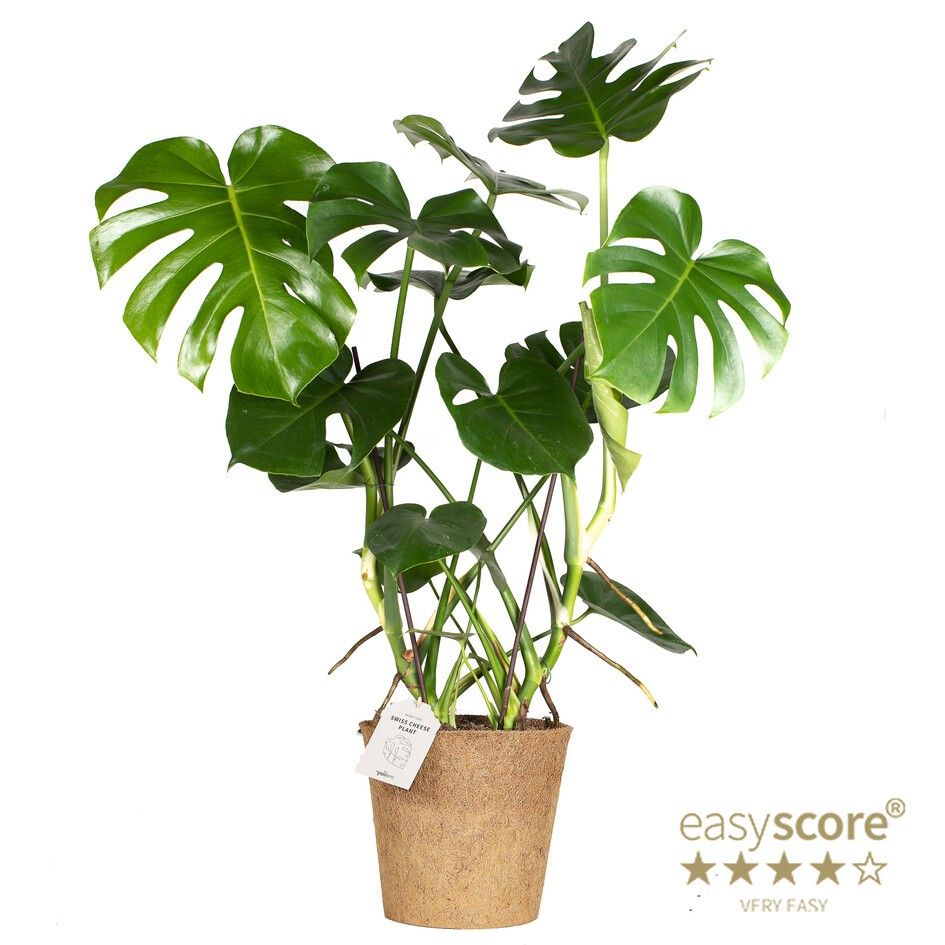 Monstera deliciosa - COCOZ, D 24