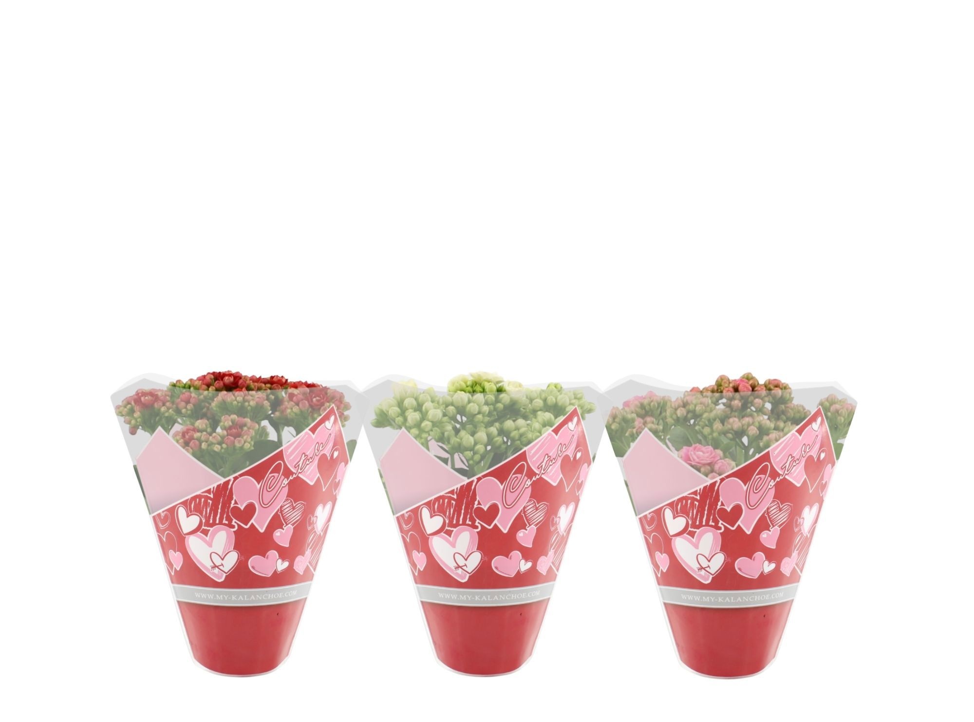 Kalanchoë 3 color mix in Couture Heart sleeve, D 12