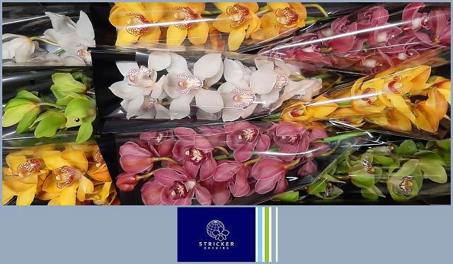 Цимбидиум Микс x9 60, шт.