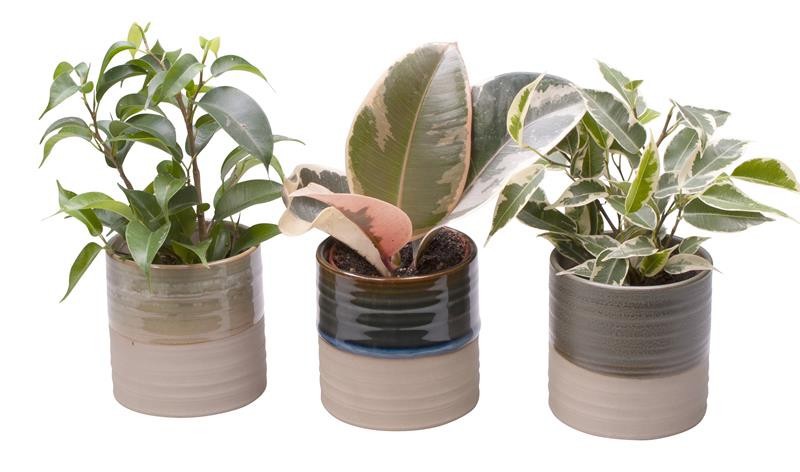 FICUS MIX 'L 65442', D 6 cm