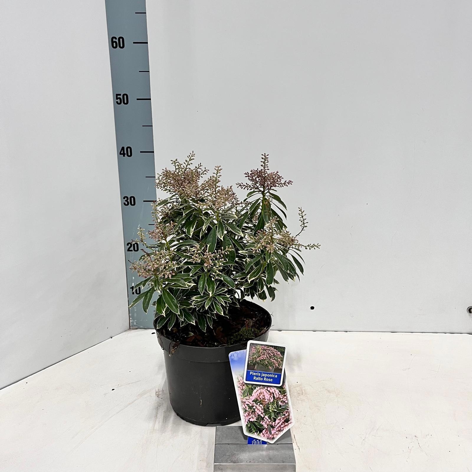 Pieris jap. Ralto Rose ('Opstal 69'PBR), D 19