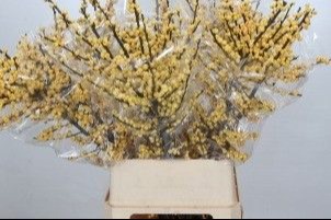 Илекс Мэджикал Цитронелла 100, шт.