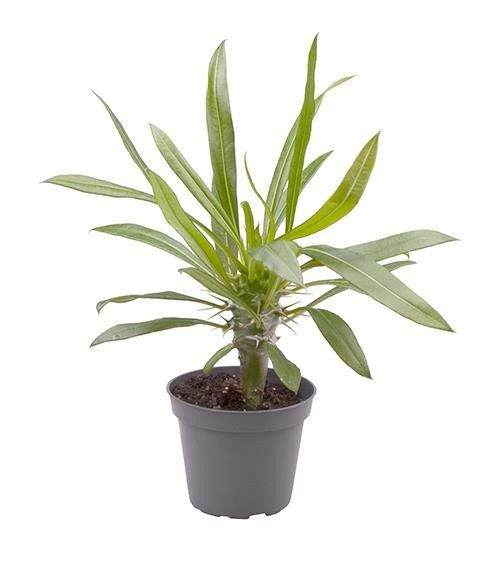 PACHYPODIUM LAMEREI '6606 Pachypodium Lamerei 6 cm', D 6