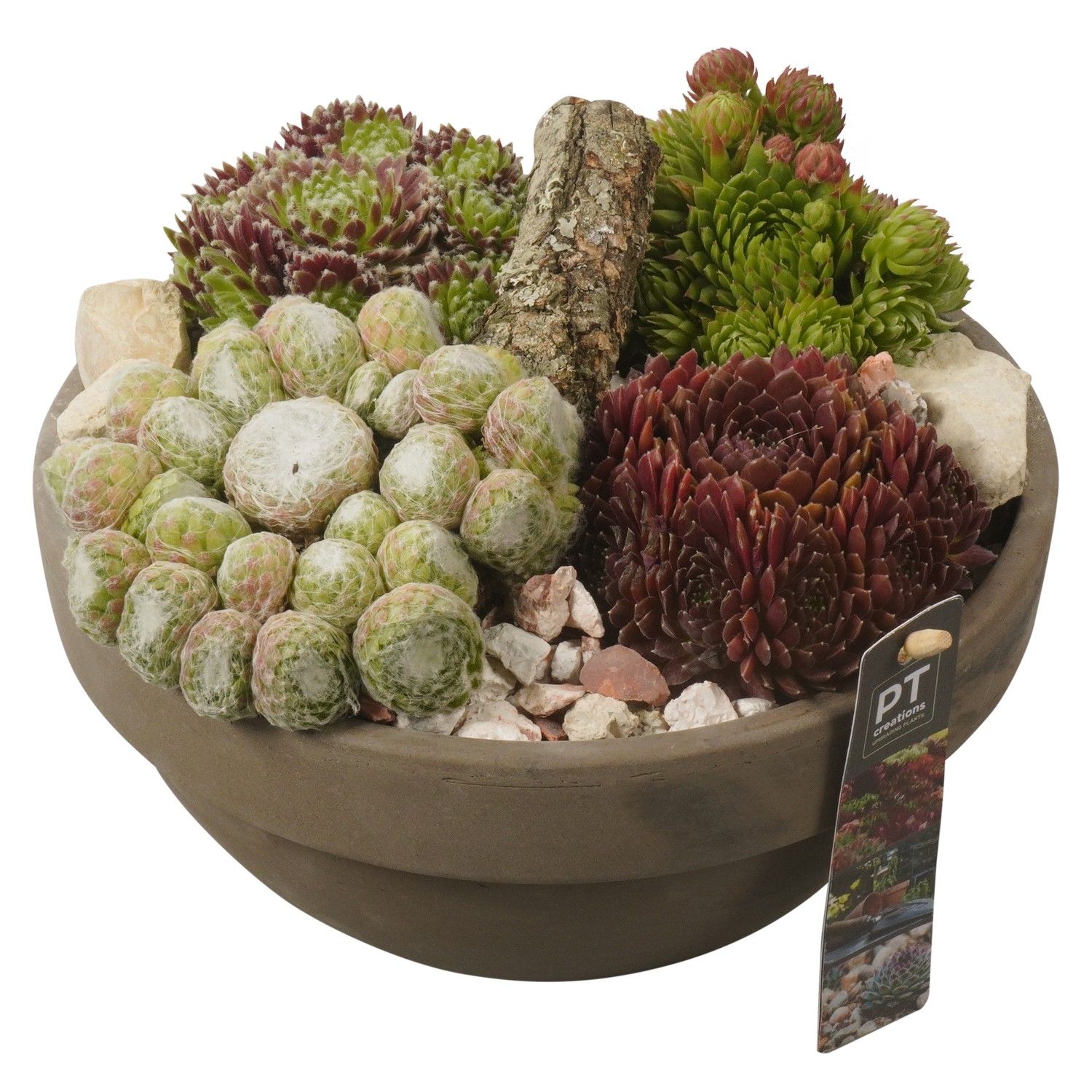 PTS2847 Arrangement Sempervivum in terracotta schaal, D 23 cm PTS2847 Arrangement Sempervivum in terracotta schaal, D 23 cm