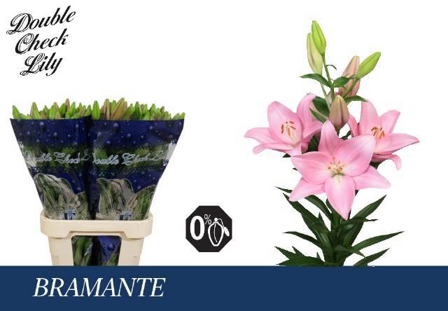 Лилия Брамант 90, шт.