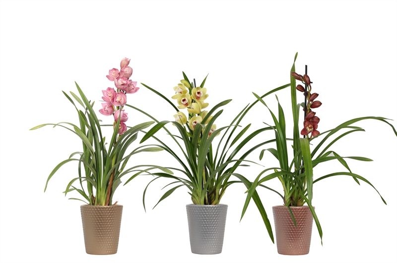 Zoe p12 honeycomb luxury mix Cymbidium mix 1T05+, D 12 cm