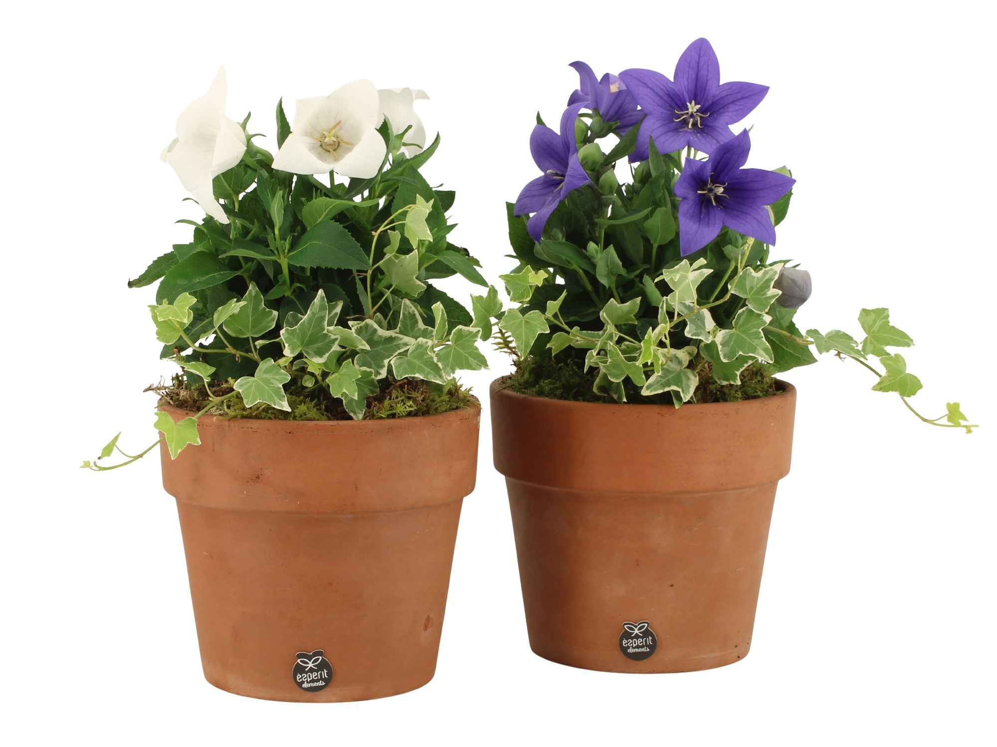 31697: Outdoor summer arrangement, D 17